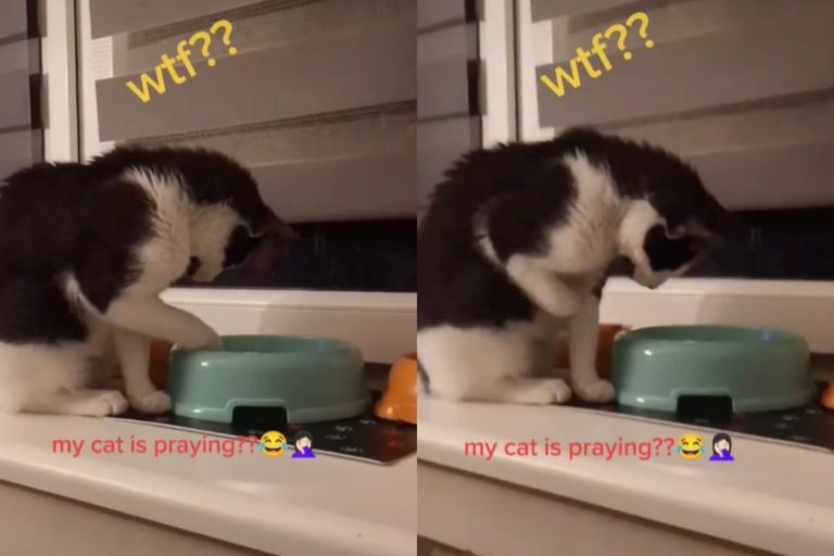 賓士貓注視碗盆低頭「畫十字」，看起來像在禱告一般（圖／TiKTok＠sylwia2407）