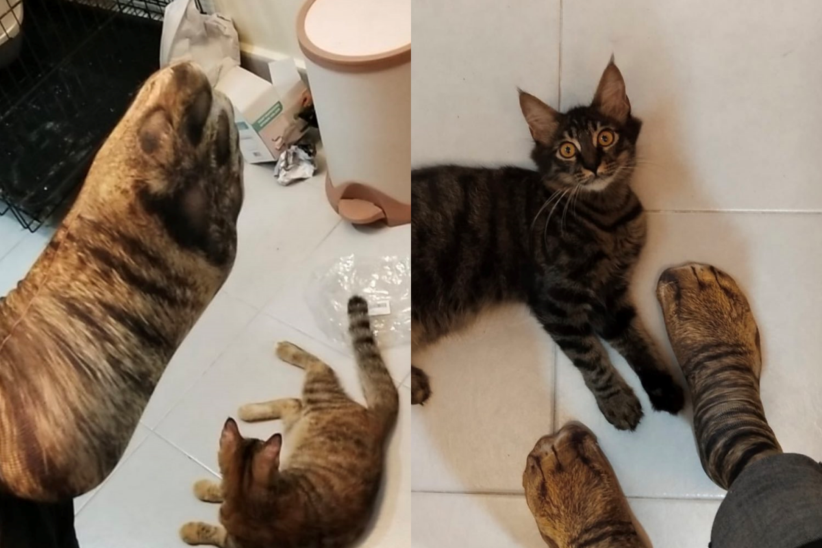 調皮爸爸網購「特殊襪子」想撩貓，貓咪卻驚恐萬分！（圖／Twitter＠bythefuckingway）
