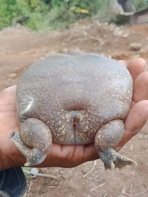 柬埔寨出現「氣球蛙」長相超奇特　網驚：戽斗星球來的？