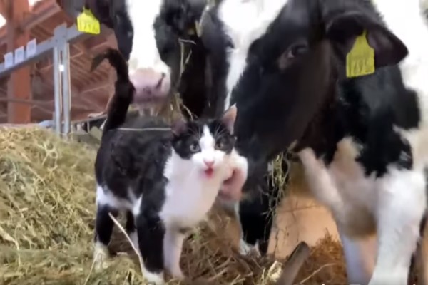 貓咪亂入農場「交朋友」　網笑：我只看到三隻乳牛！
