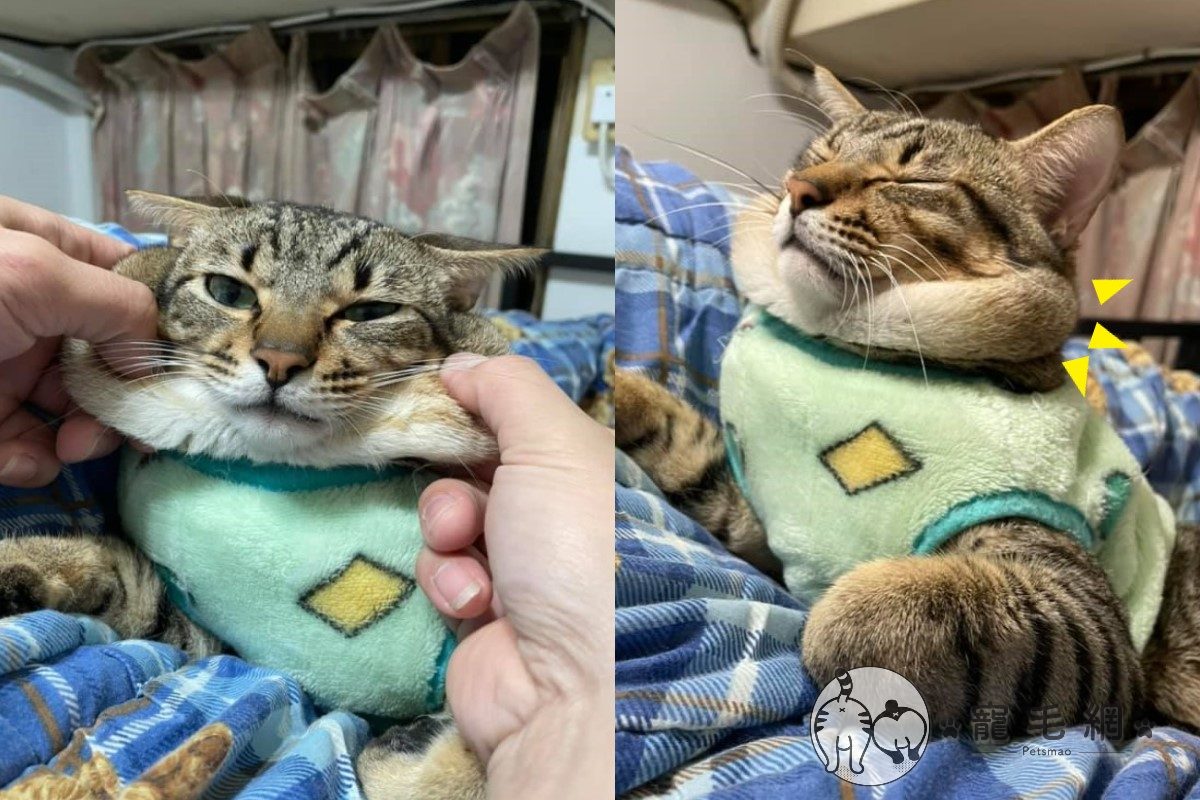 ▲天冷自帶「防寒神物」！貓咪自備肥厚「嘴邊肉」脖圍，網笑：哪裡買？（圖／網友鄭宛萱授權提供）