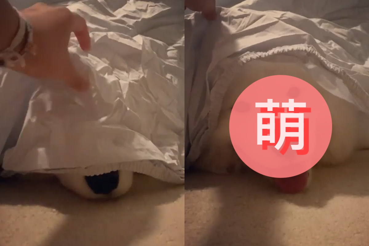 主人突然掀開毯子，熟睡的薩摩耶秒露燦爛微笑說哈囉～（圖／Instagram＠po.lar_bear218）