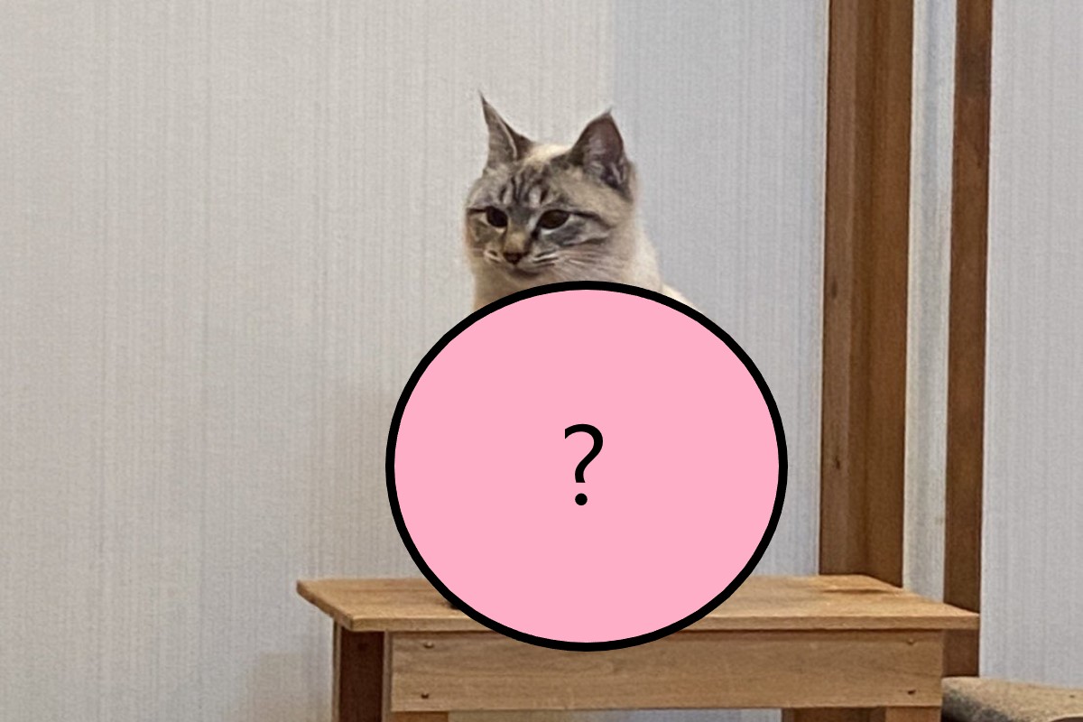 日本一隻貓咪以奇怪坐姿出現在飼主面前（圖／twitter@siwasiwaaaaa）