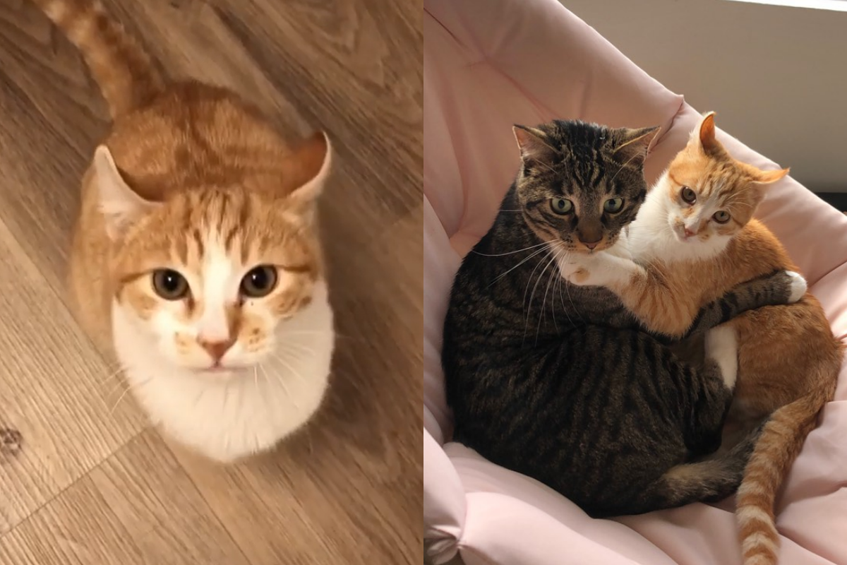 浪貓被撈回家後，驚見家中竟然還有「其他貓」！（圖／Instagram＠marleymalin）