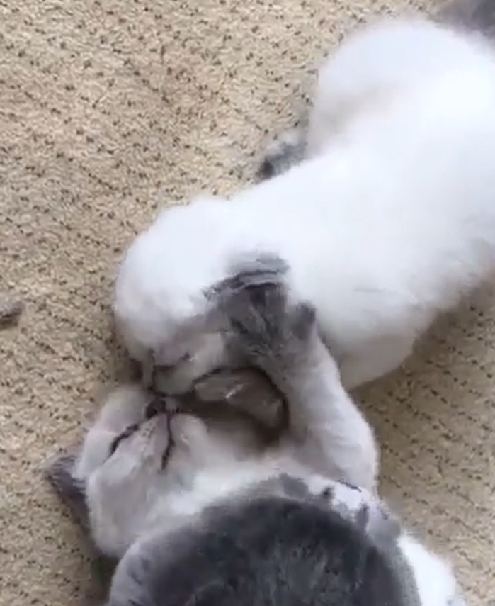 底下小貓：哇哇哇被強吻啦！尼奏凱！！（用力推）（圖／Instagram＠lattethecolorpointcat）