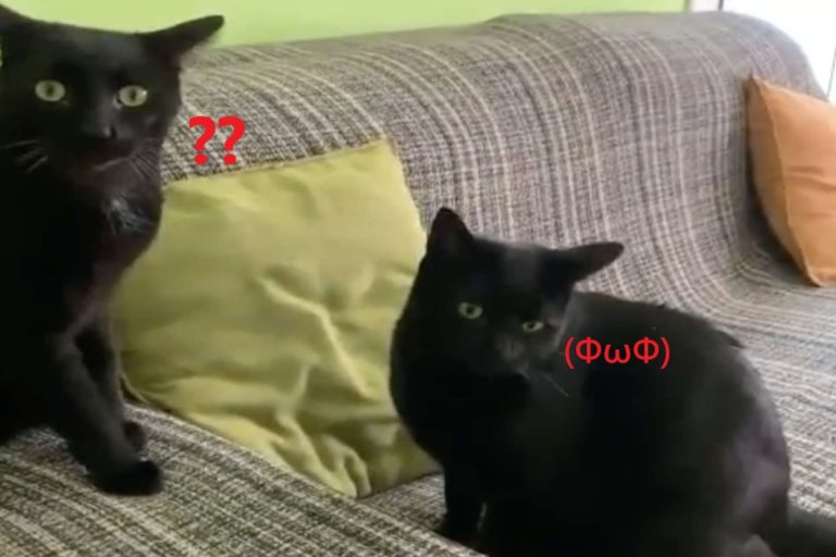 陌生黑貓潛入屋內沒人發現異狀　某天媽驚覺：怎麼有兩隻？
