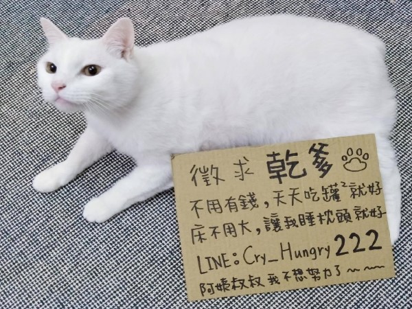 白貓太貪吃奴才惡搞幫牠「徵乾爹」網笑翻：想報名！
