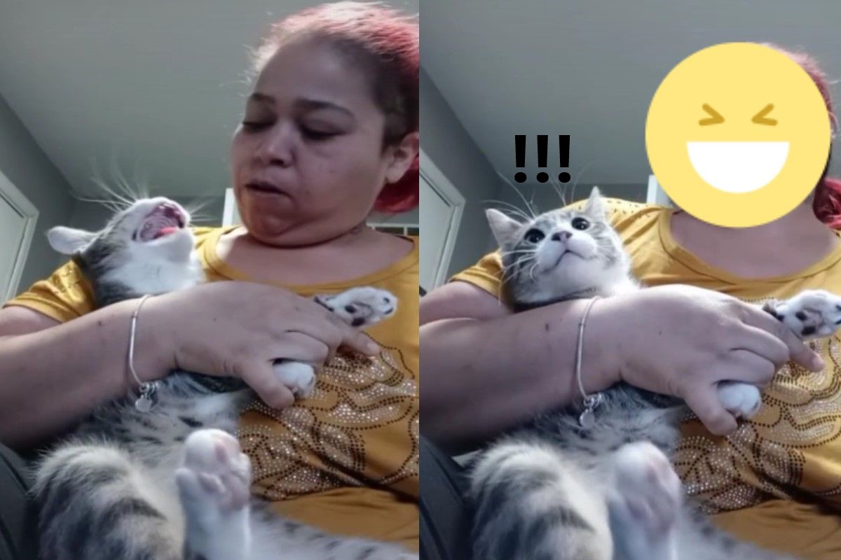 國外一名地方媽媽日前幫貓咪剪指甲卻被哈氣（圖／翻攝自IG@sexythickbone79）