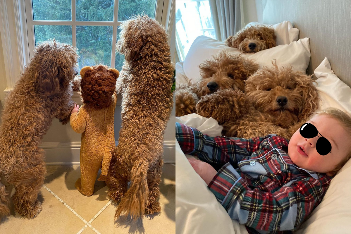 嬰兒從小窩在「毛茸茸中」成長，每天手一張開都是毛茸茸！（圖／Instagram＠samsonthedood）