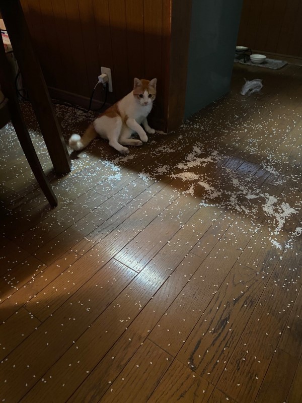 飼主發現白米被撒一地　兇手「一臉無辜」：這不是貓砂嗎？