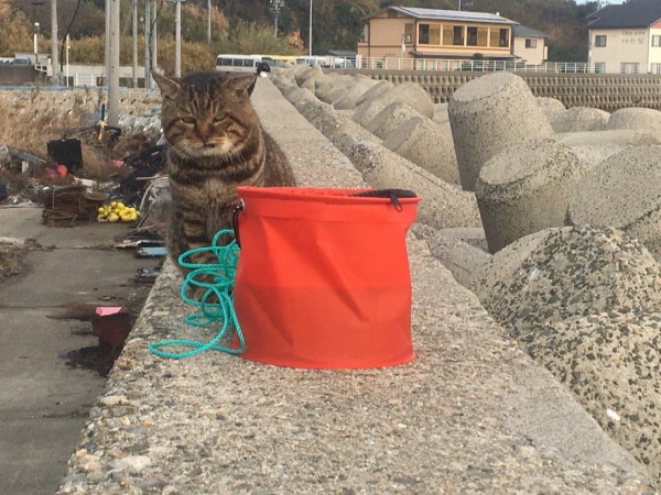 地痞貓發現釣魚桶被上鎖秒狠瞪　網笑：都聽到「嘖」了！