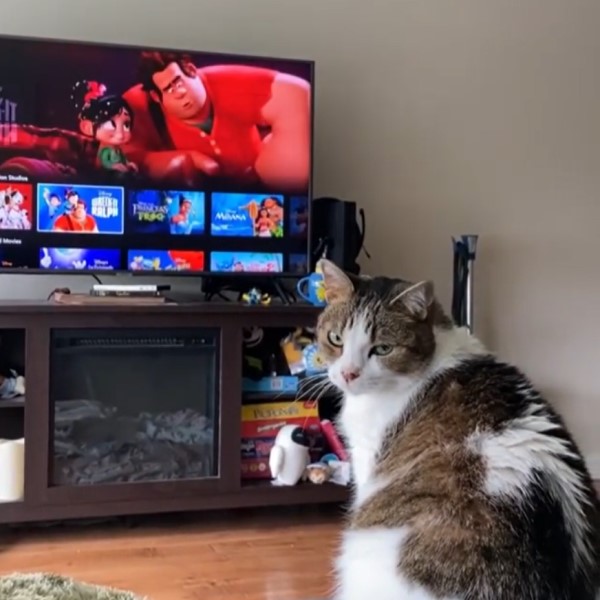 女子收編老貓發現牠熱愛「看電視」　她笑：養到電視兒童！