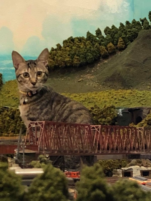 浪貓變「喵吉拉」侵略鐵道模型　老闆：牠們開心就好！