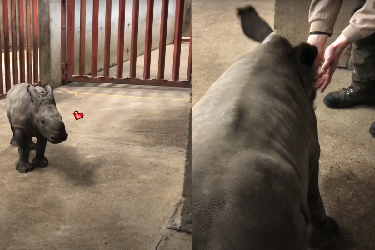 犀牛寶寶好快樂，開心踏著「踢踏舞步」邀請人類一起玩！（圖／Youtube＠givskudzootv）