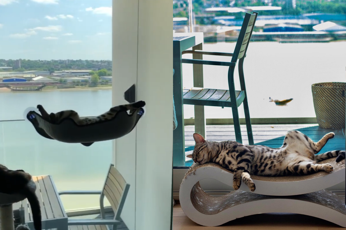 貓咪爽躺景觀「空中小床」，見人還伸出萌萌小手說嗨！（圖／Instagram＠gato.bengal）