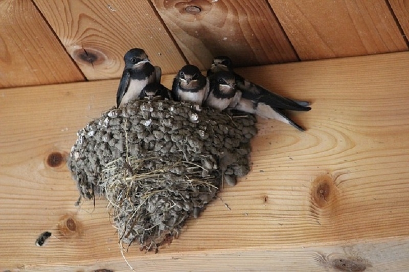 燕子在家中築巢是吉祥象徵。（圖／PIXABAY）