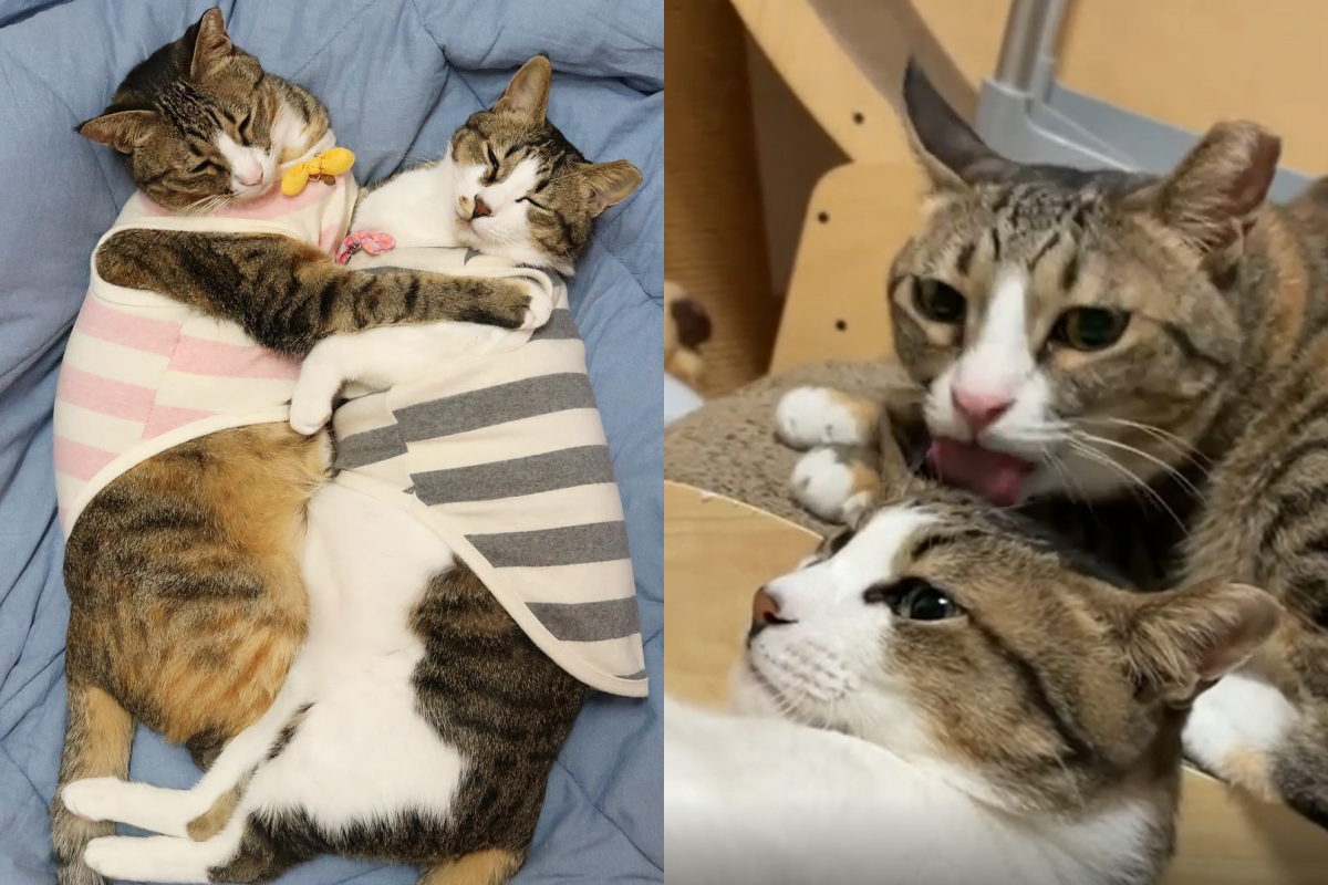 貓咪享頂級舔毛服務，同伴停手立即「翻身一掌」要求繼續！（圖／Instagram＠dididodo_）