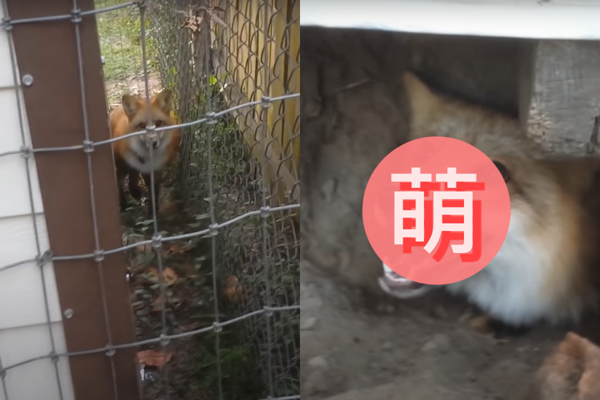 狐狸被卡住「哈哈哈」直憨笑，一臉呆萌左看右看，不知該怎麼辦！（圖／Youtube＠Riot The Red Fox）