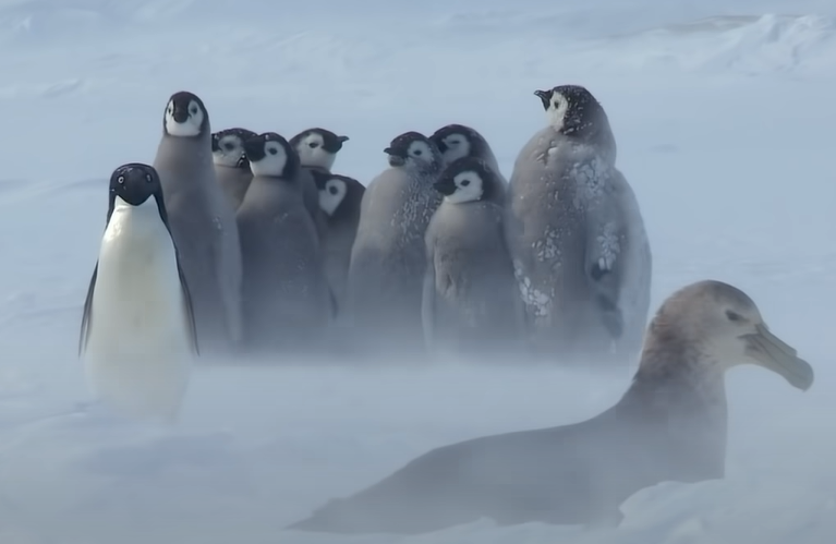 站到企鵝寶寶前面保護牠們！（圖／Youtube＠BBC）