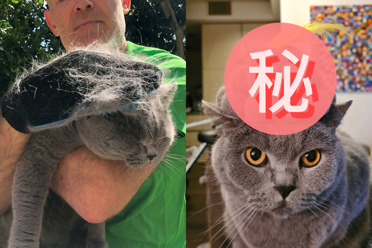 主人巧手將貓毛「裝回」貓身上，成品超像釋迦摩尼佛！（圖／Instagram＠sid_delicious）