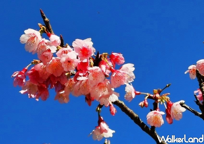 ▲台北市區內的「景化公園」中，由當地居民、志工細心照料的數十棵山櫻花樹。（圖／WalkerLand）