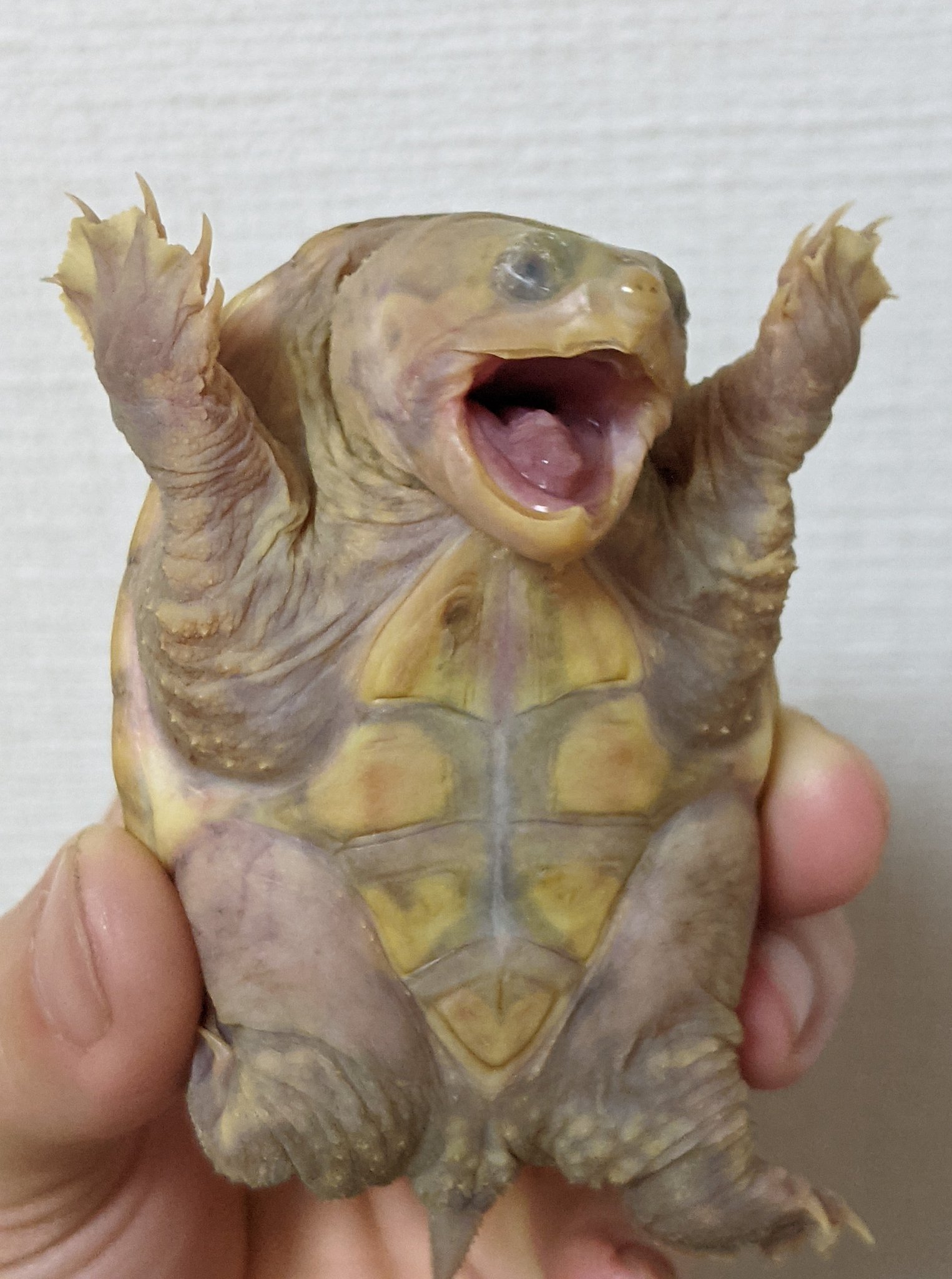 龜龜：大家把手舉起來！！！！！（圖／Twitter＠Yakyu147Ab）