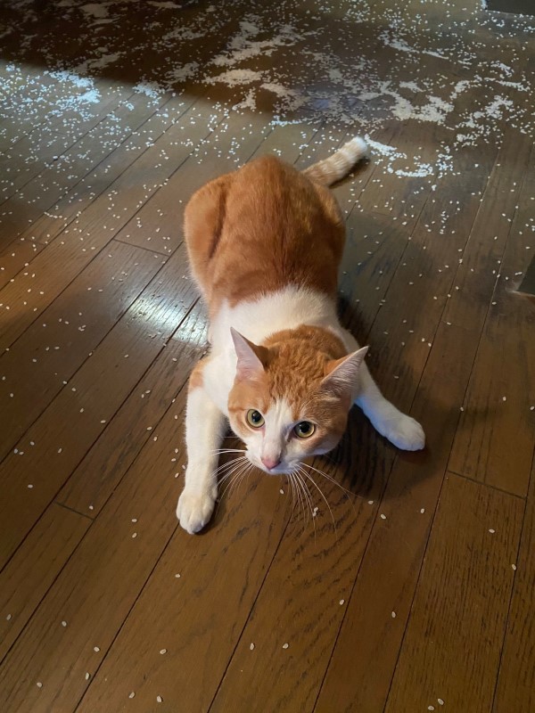飼主發現白米被撒一地　兇手「一臉無辜」：這不是貓砂嗎？
