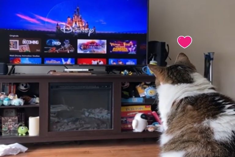 一隻老貓喜歡看電視，特別愛看卡通（圖／翻攝自IG@The Dodo）
