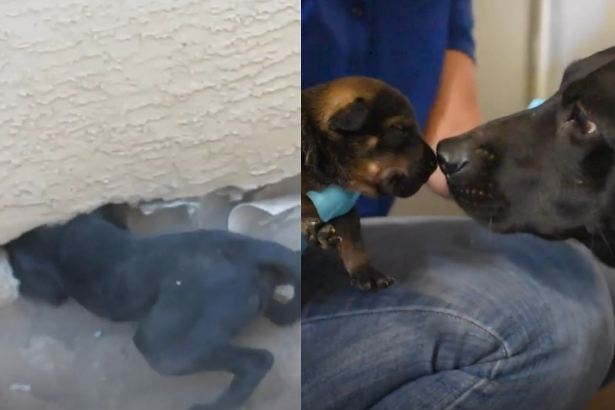 ▲狗爸爸見到人類「不停轉圈」瘋狂引導，挖開牆縫驚見6隻小奶犬！（圖／Website＠the dodo）