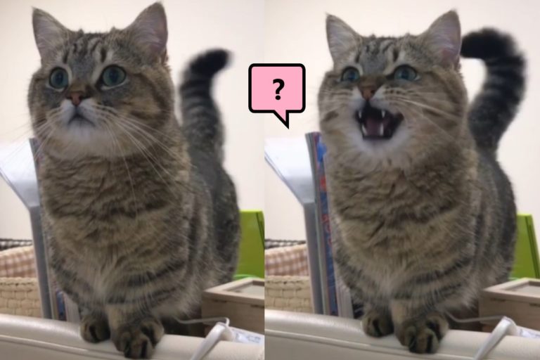 日本一隻曼赤肯貓咪一開口讓飼主好傻眼（圖／IG@kote218）