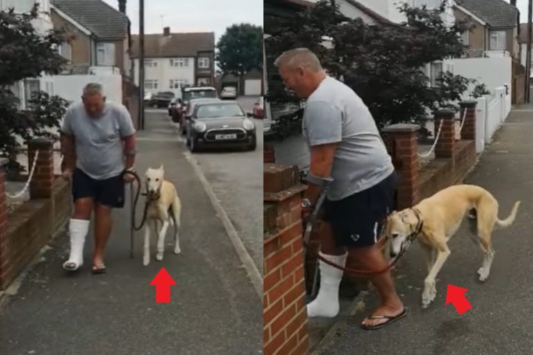 英國一隻狗狗日前與主人散步時，竟出現跛腳的狀況（圖／翻攝自FB＠Russell Jones）