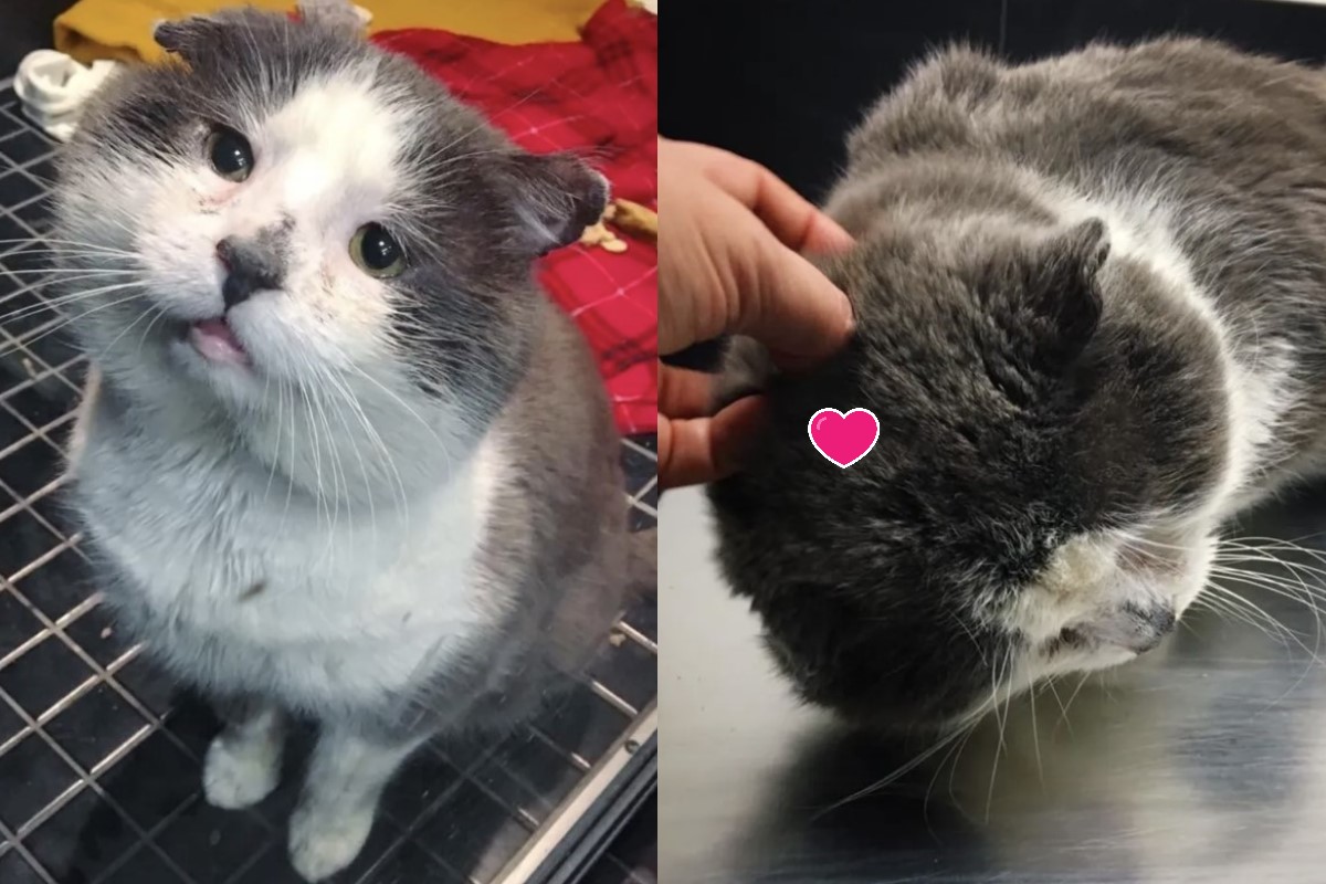 加拿大一隻街頭貓老大被送到救援中心後，變得很愛撒嬌（圖／FB@Chatons Orphelins Montréal – COM）