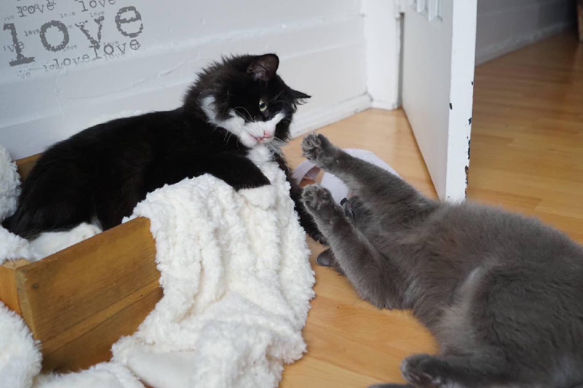 浪貓遇投食跑開，幾秒後竟相揪「好姊妹」一起大快朵頤！（圖／Facebook@Rescuechatonsmontreal）