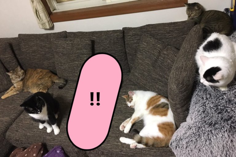 日本一名推主家的貓跟別人不太一樣（圖／twitter@nyankogoten14）