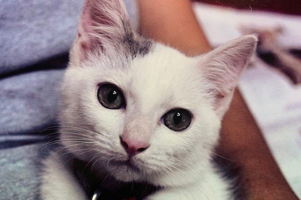 貓咪小時候很可愛長大被拍到一臉殺氣網笑：罐罐欠太多？