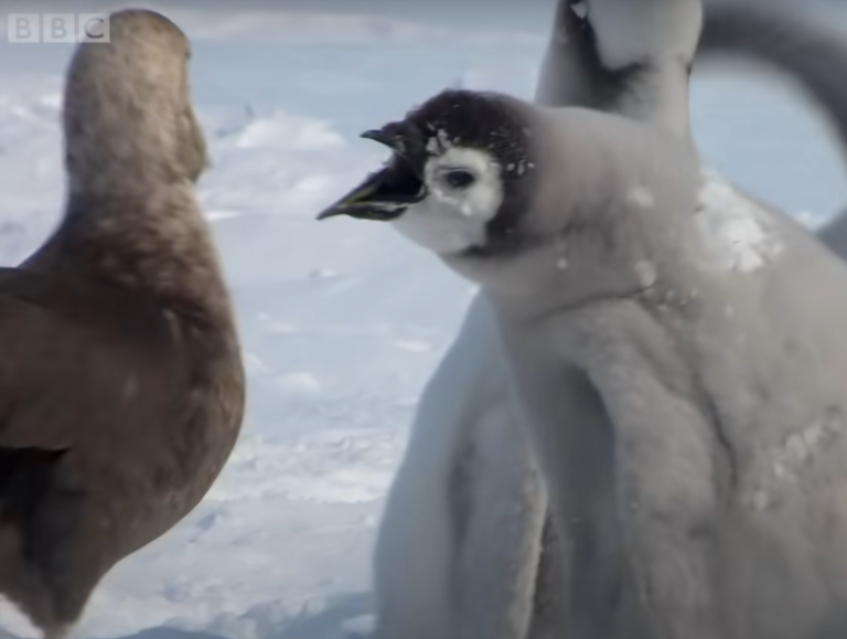 企鵝：放開我啦豬頭！（圖／Youtube＠BBC）