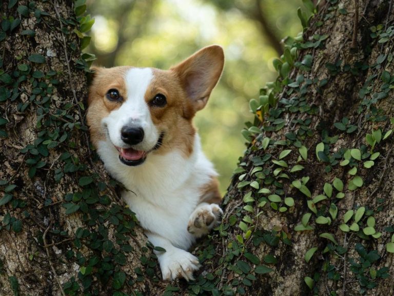 大家掰掰～（圖／Instagram＠yayathecorgi）