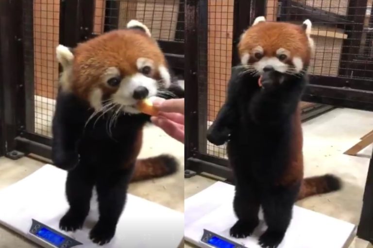 日本動物園一隻小貓熊量體重時，竟然跟人類一樣直接站立在體重器上！（圖／翻攝自twitter@non_hoi_park）