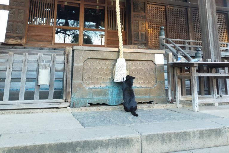 推主到神社參拜驚見黑貓在「搖鈴」　網笑：求更多罐罐啦！
