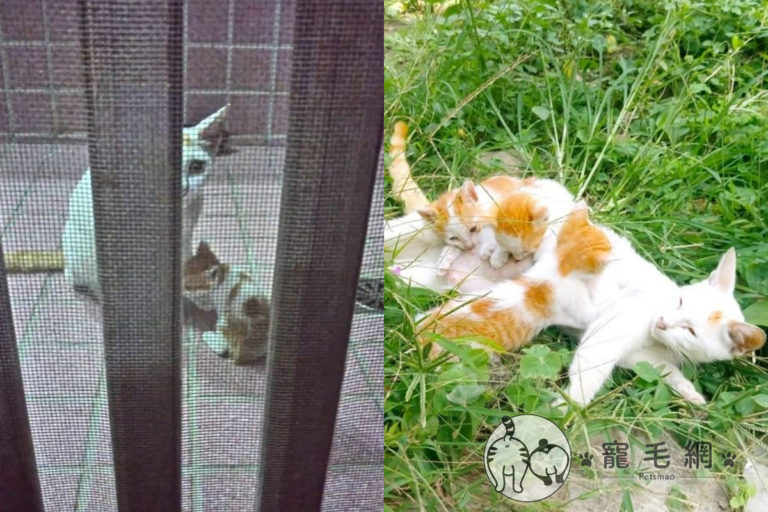 網友黃小姐遇到親人的貓媽媽，叼4隻小貓上門。（圖／IG@咪醬帶小孩mii_chiang授權）