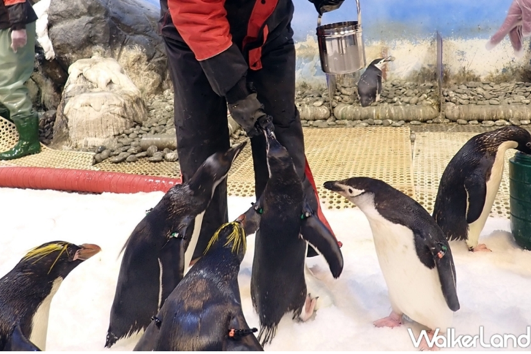 在台灣也能一秒到南極！超萌企鵝餵食體驗細節曝光

