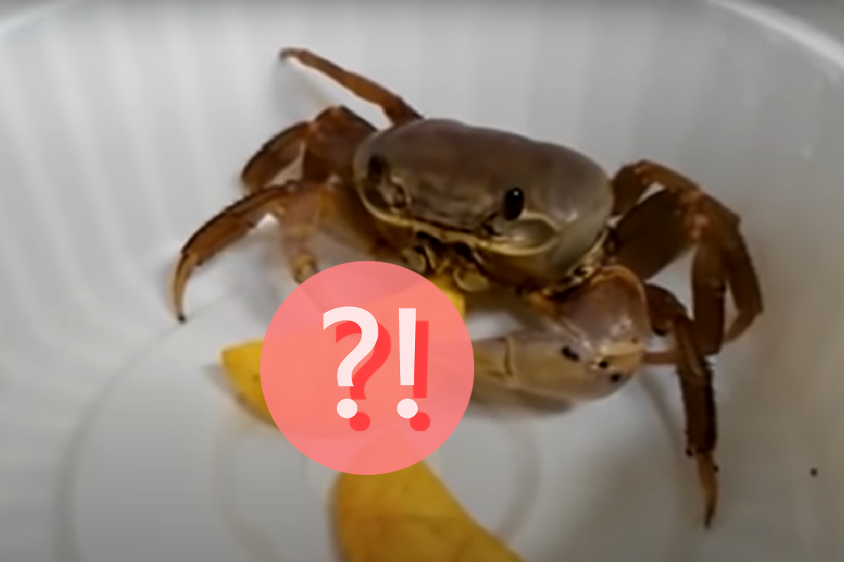 主人丟一片餅乾，沒想到螃蟹很喜歡！（圖／Youtube＠Heavy Crab）