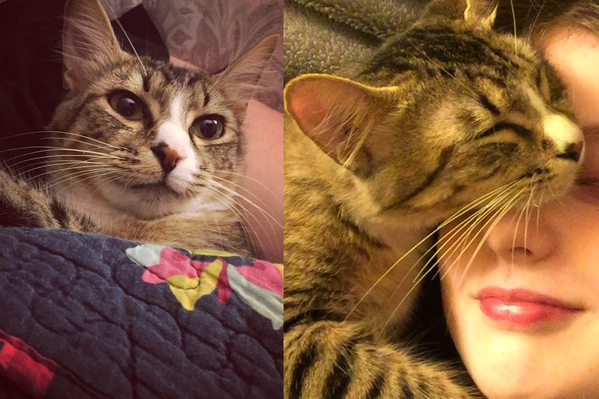 奴才的臉就是貓的枕頭，把臉移開後立刻勾回！（圖／Instagram＠squishy_cat_hq）