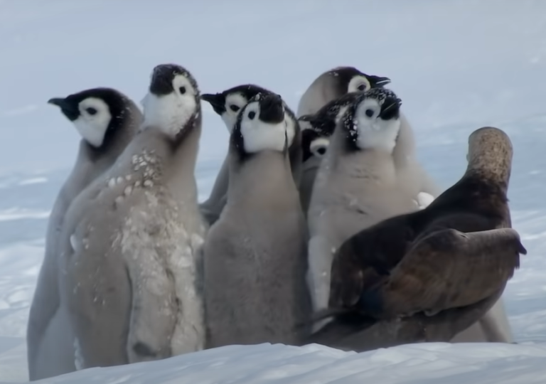 企鵝寶寶們圍成一個防護圈（圖／Youtube＠BBC）