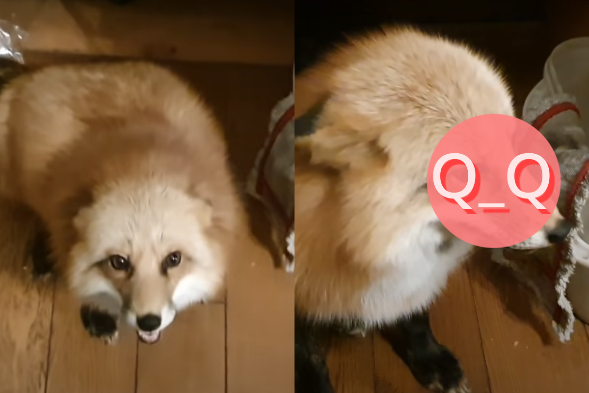 ▲狐狸做錯事被念「頭低低」認錯！嗚嗚哀求：不要再說惹啦。（圖／Youtube＠Ли Сяо Alice the Fox）