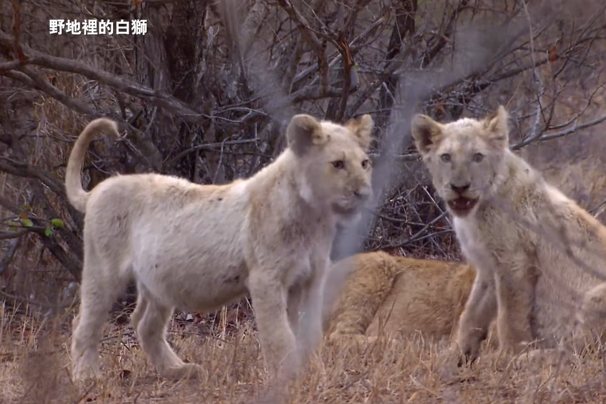 當萬獸之王獅子群裡出現了白色的獅子，牠是否可以繼續稱霸草原或反而因為太過耀眼，成為了成長的絆腳石？（圖／動物星球頻道提供）