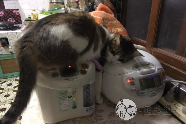 貓咪怪姿趴臥電鍋熱水瓶當「暖爐」　爸嘆：能正常點？