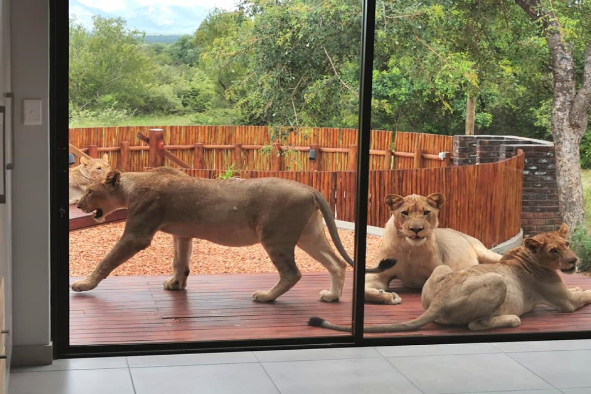 一對夫妻巡視閒置的空屋時，意外遇見一群野生獅子。（圖／FB＠David De Beer）