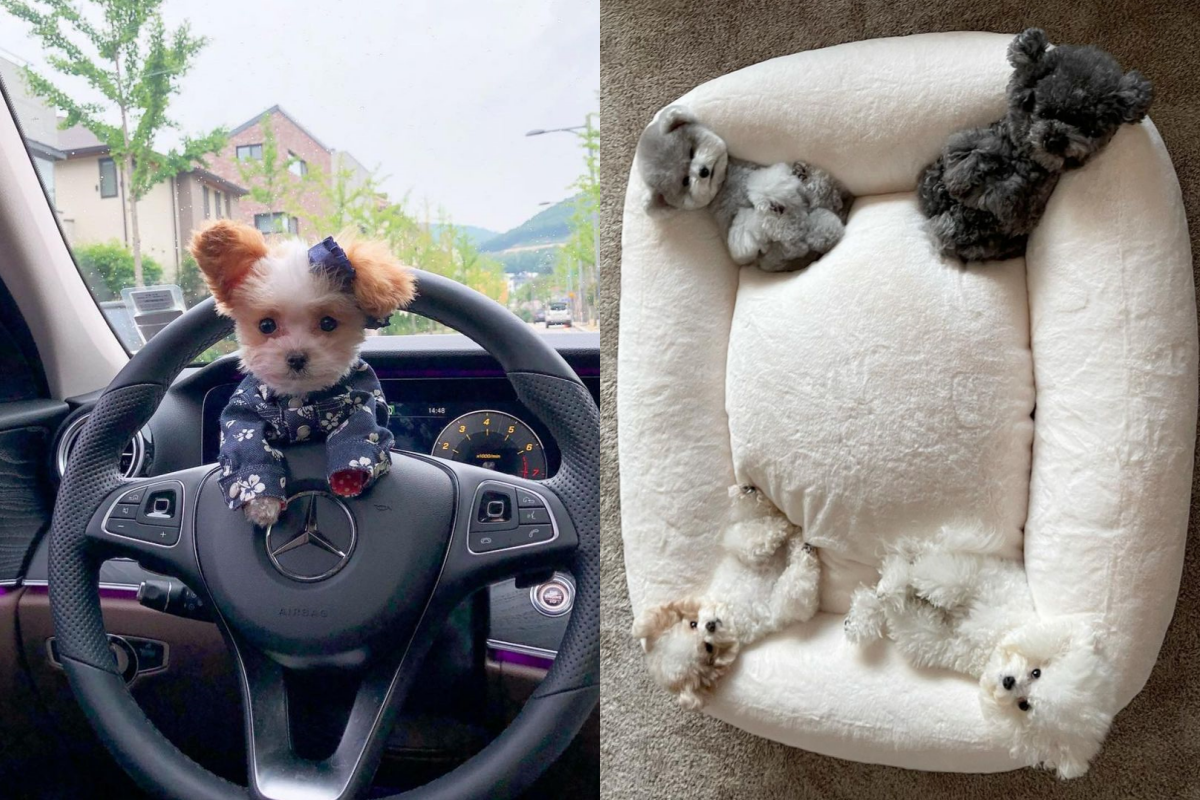 狗狗都是袖珍迷你版，大床竟能「一隻睡一角」！（圖／Instagram＠spicedogsss）