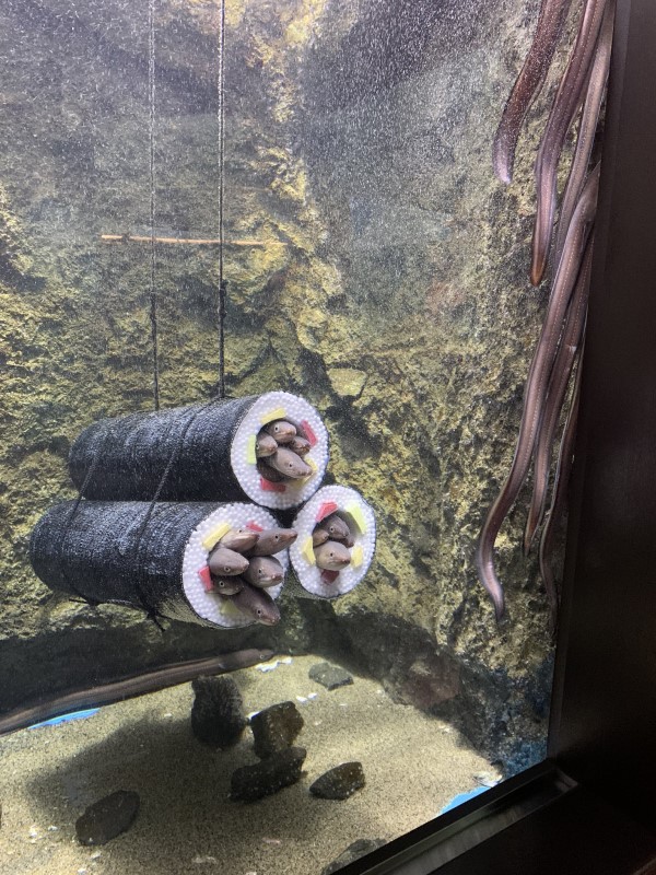 仙台水族館在魚缸裡設「星鰻惠方卷」　網一看笑：都餓了！